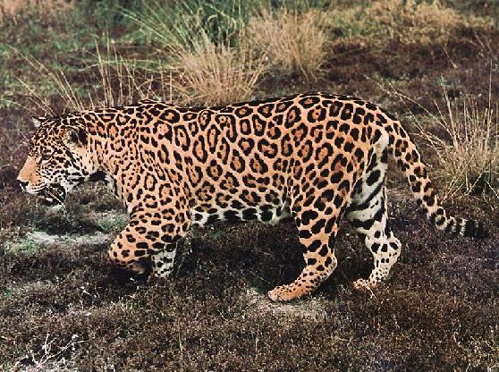 sifat dan karakteristik jaguar